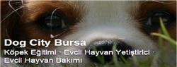 Dog City Bursa - Bursa